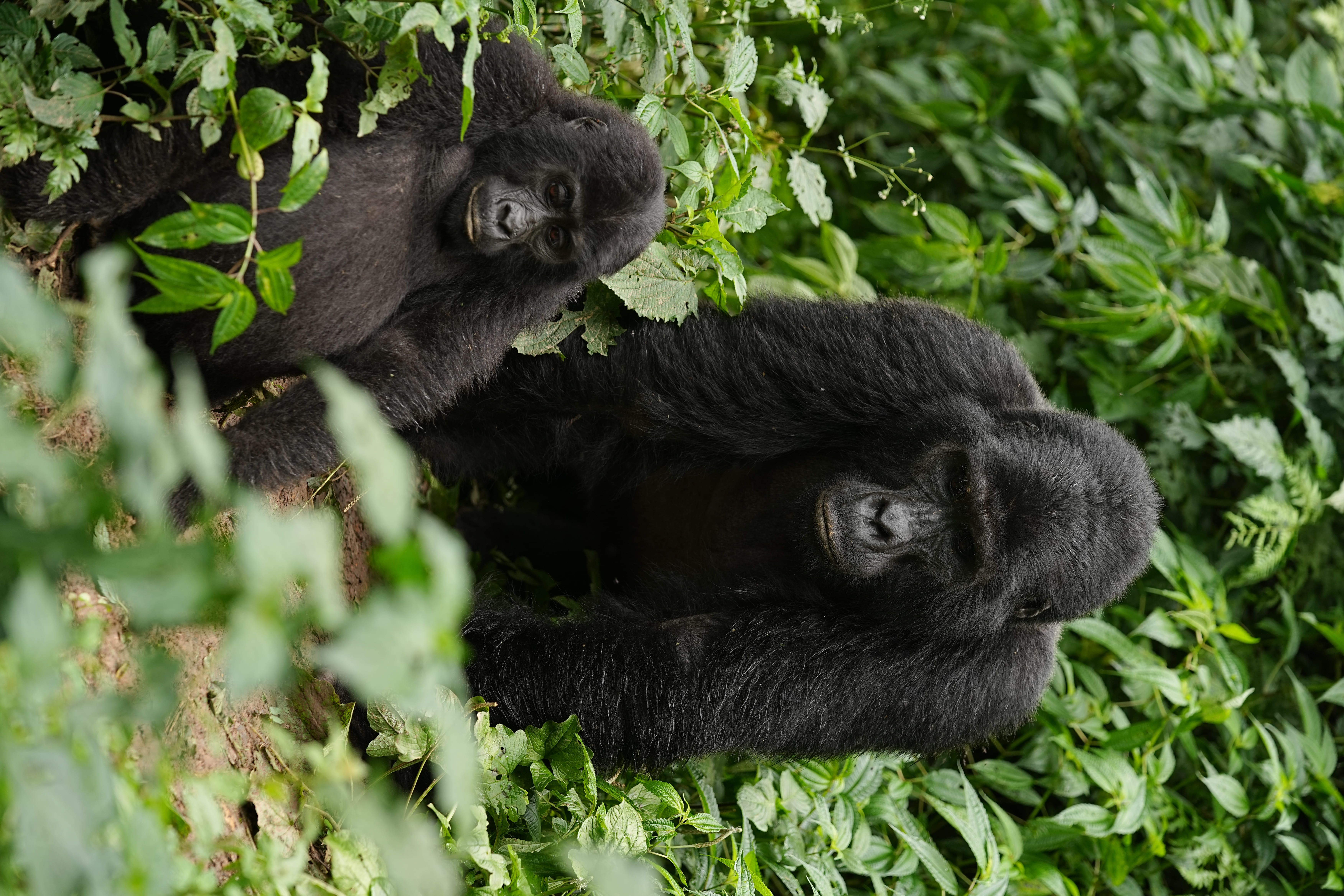 Mountain gorillas in lush forest vegetation