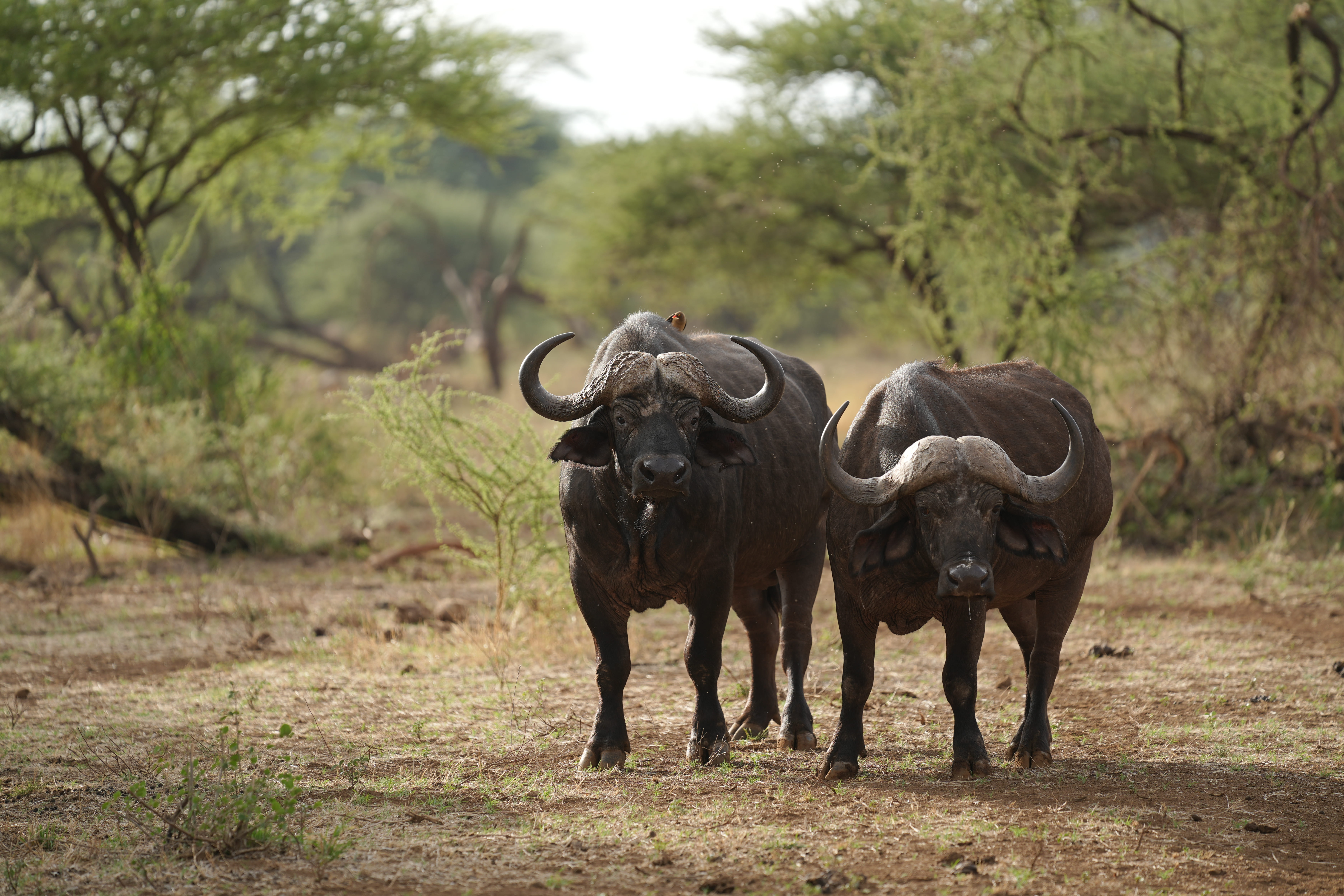 African buffalo on a savanna