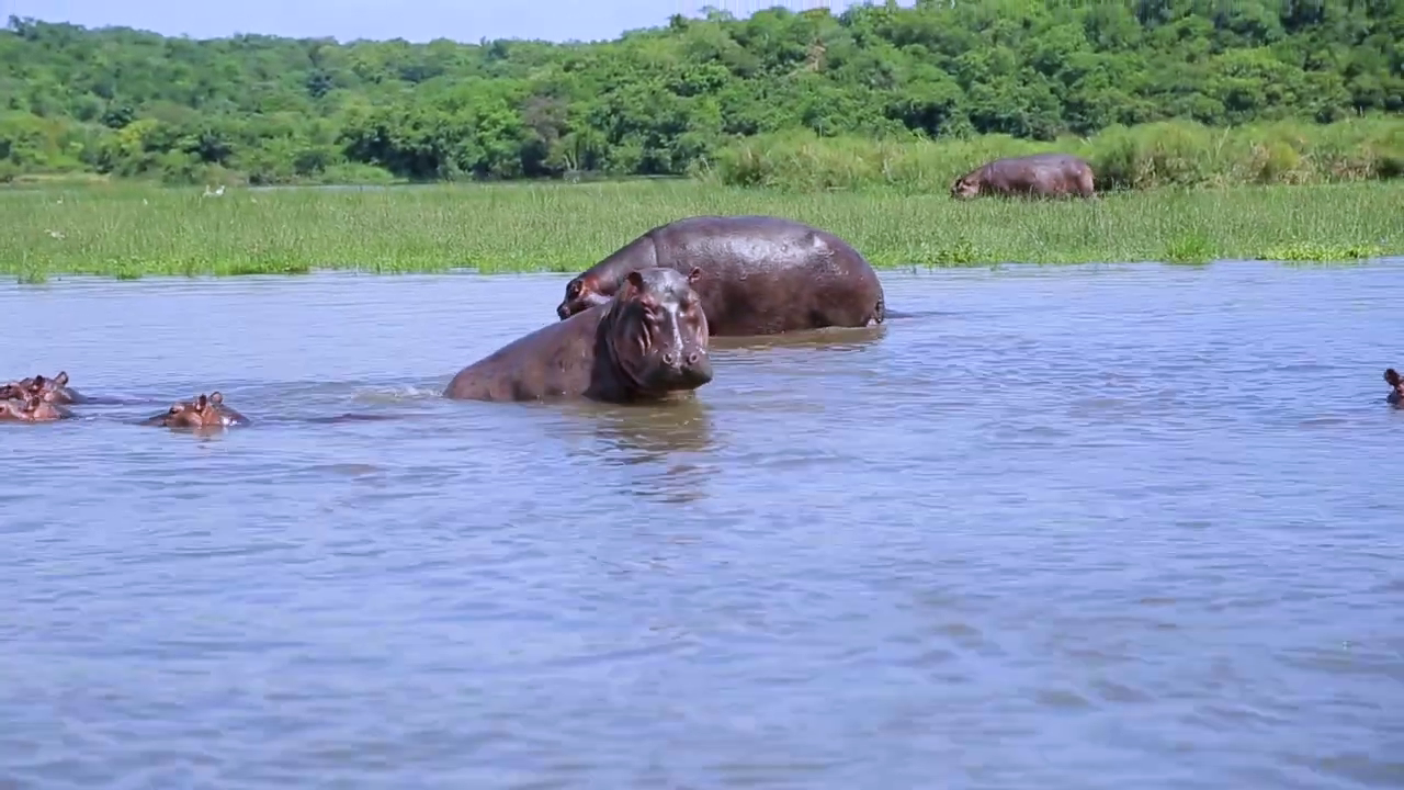 Featured Uganda wildlife and safari experience